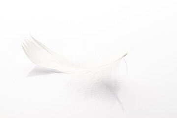 Feather close up. Nature abstract bird feather texture isolated on white background in macro photography, soft focus. Fashion color trends spring summer.