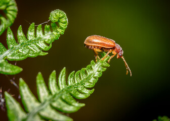 A beetle perched on the very tip of a fern leaf. Where to go next if you are already at the top