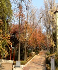 Naklejka premium Beautiful view of the autumn trees with colourful leaf and the blue sky