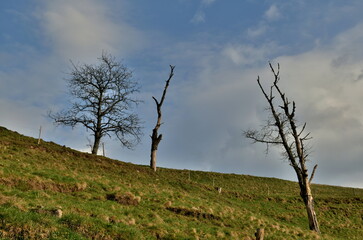Abgestorbene B&auml;ume auf einem H&uuml;gel im Schwarzwald