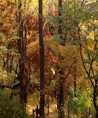 Beautiful view of the autumn trees and the coloerful leaf