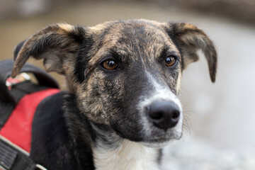 Close-up portrait of a mongrel  dog.