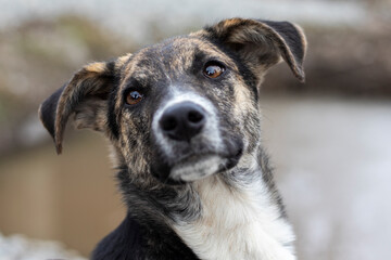 Close-up portrait of a stray mongrel dog.