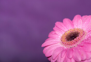 Pink Gerbera mit Wassertropfen vor einem lila Hintergrund