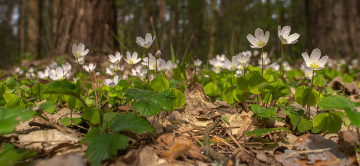 oxalis blooming in the forest close-up