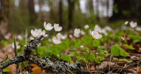 blooming oxalis in the spring forest