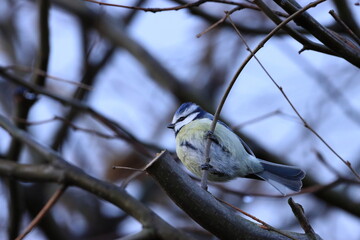 die Kleine Blaumeise