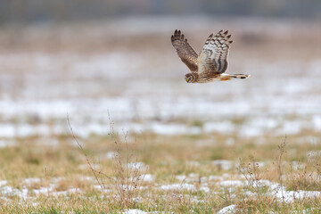 A female hen harrier (Circus cyaneus) flying low and hunting for prey.