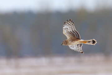 A female hen harrier (Circus cyaneus) flying low and hunting for prey.