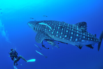 悠々と泳ぐジンベイザメは世界最大の魚類