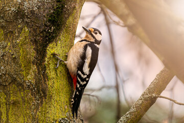Great spotted woodpecker looking for some beatles