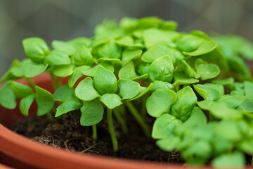 green garden on a balcony. Urban gardening, home planting.