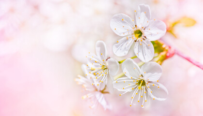 Sunny spring day. Cherry blooming. Beautiful flowers, close-up