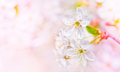 Fototapeta na wymiar Sunny spring day. Cherry blossoms. Beautiful flowers, close-up