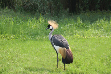 Portrait of Gray crowned crane., Crowned Crane on the green grass.,.African crowned bird Background of grass and green trees.