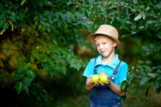 Portrait Of An Angry Boy Six Years Old In Blue Clothes And Hat In A Garden With Apple Trees And Holding Apples