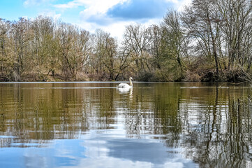 Fototapeta premium A swan on the gravel pond in Ricklingen in Hannover Germany