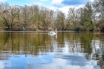 Fototapeta na wymiar A swan on the gravel pond in Ricklingen in Hannover Germany