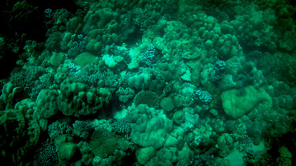 Underwater  tropical coral reef landscape in the deep blue ocean sea.