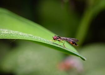 Close up of a fly with a long belly sitting on a leaf