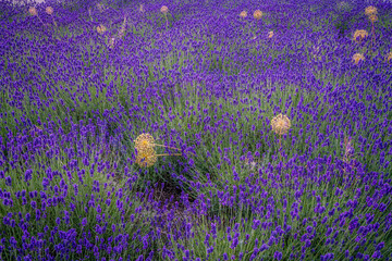 Purple Field