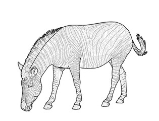 Zebra with graphic illustration of pattern for coloring.