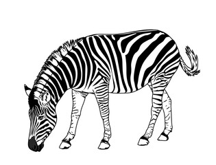 Zebra, Graphic illustration black and white stripes.
