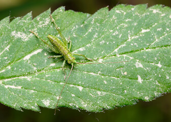 Close up view of a grasshoper sprinkled with pollen on a leaf of bush