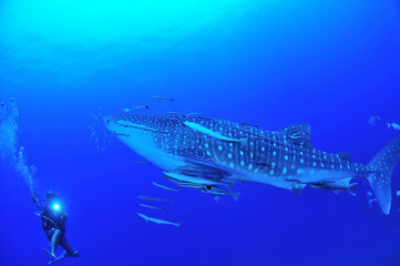 悠々と泳ぐジンベイザメは世界最大の魚類