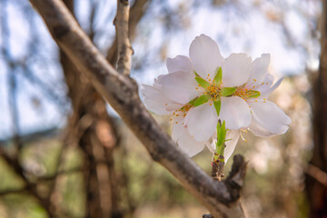 Almond blossom announcing the spring is coming soon.