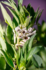 Obraz premium Flower of the broad bean plant, in March it is in bloom.