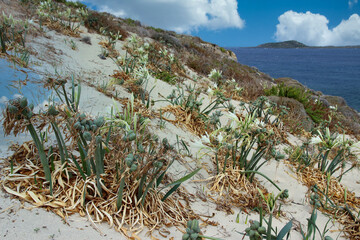 Naklejka premium Elafonissi Beach with pink sand - Crete, Greece