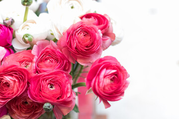 A bouquet of flowering purple roses of red color on a white background. Large lush ranunculus buds