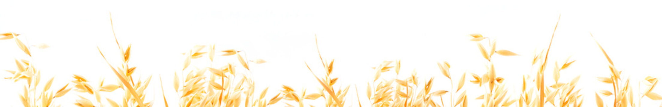 Golden ripe plant ears of oats on a white background, isolated from the background. Selective focus