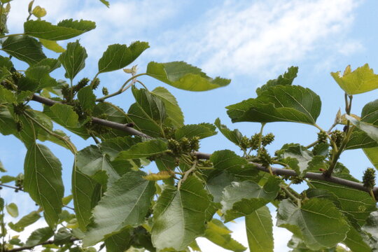Green mulberries ripen on tree branches in the garden in spring