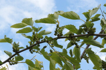 Green mulberries ripen on tree branches in the garden in spring