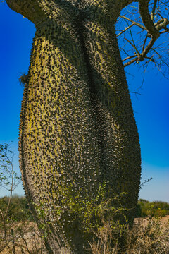 palo borracho, Ceiba speciosa, &aacute;rbol botella, &aacute;rbol del puente, toborochi, &aacute;rbol de la lana, palo rosado, samoh&uacute;, lupuna hembra