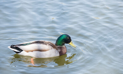 Handsome male duck - drake