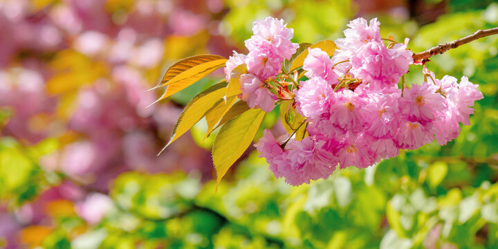sakura blossom in sunlight. beautiful nature background in springtime. pink flowers in front of a blurry garden bokeh