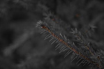 caterpillar on a branch