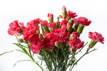 Bouquet of pink carnation flowers. Clove flowers in the grey vase. White background.
