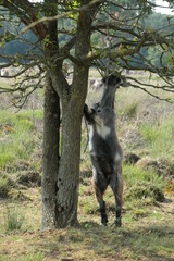 A goat only stands on it hind legs to reach the leaves high up in the tree. View of stomach.