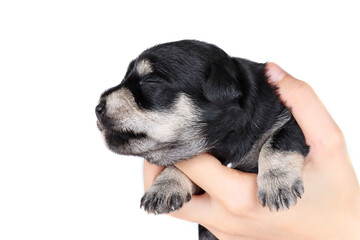 miniature schnauzer puppy 2 weeks in human hand isolated on white 