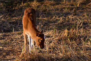 Naklejka na ściany i meble A newly born native calf feeds on rice straw in harvested fields