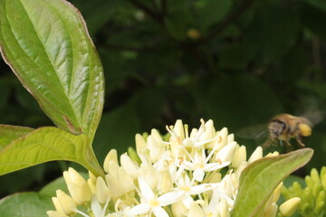 Obraz premium White inflorescences of flowers bloomed on a bush in a summer garden