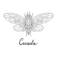 vector image of singing cicada drawn by hand. stylized insect. Vector illustration of hand drawn Cicada sketch
