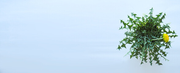 Dandelion on a white background in a yellow pot. Two buds. One bud did not bloom, the other fully bloomed. Green leaves around the buds. Banner. Place for the text. The flower is located on the right.