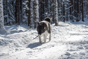 butifull Black brown dog with wight belly walks in the winter forest