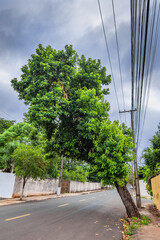 tree mutilation, environmental degradation in Brazil