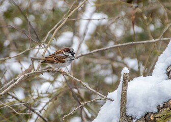 pretty sparrow sitting in a tree in the snow on a winters day